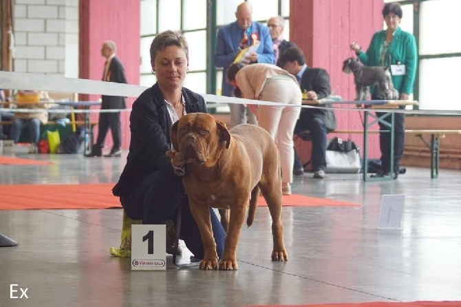 Du Royaume D'eragon - wallonia dog show charleroi 2016