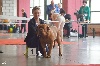  - wallonia dog show charleroi 2016