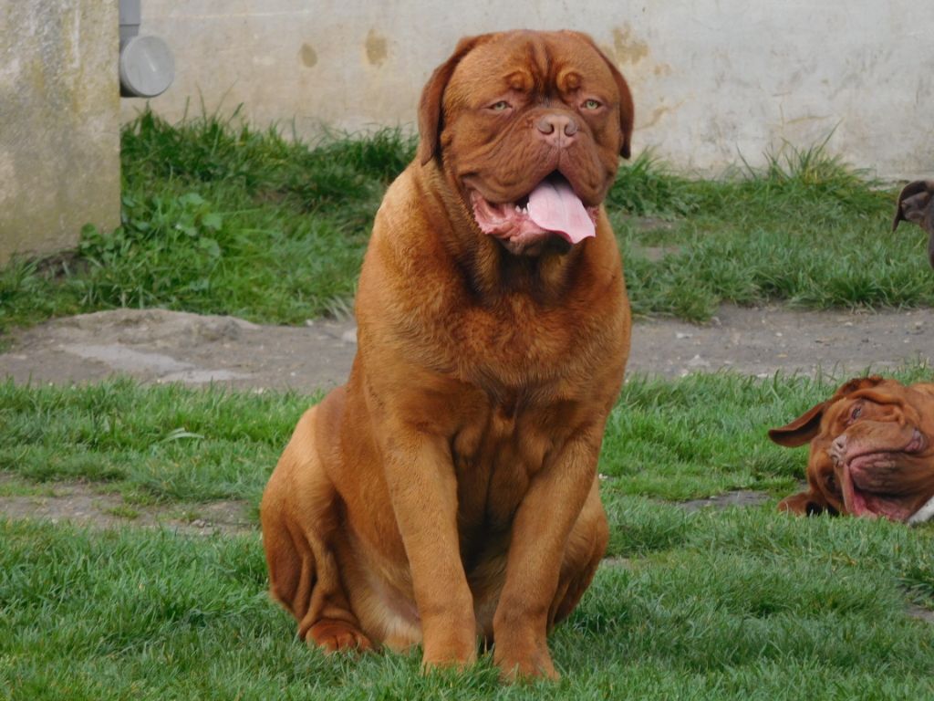 Patton Du Royaume D'eragon