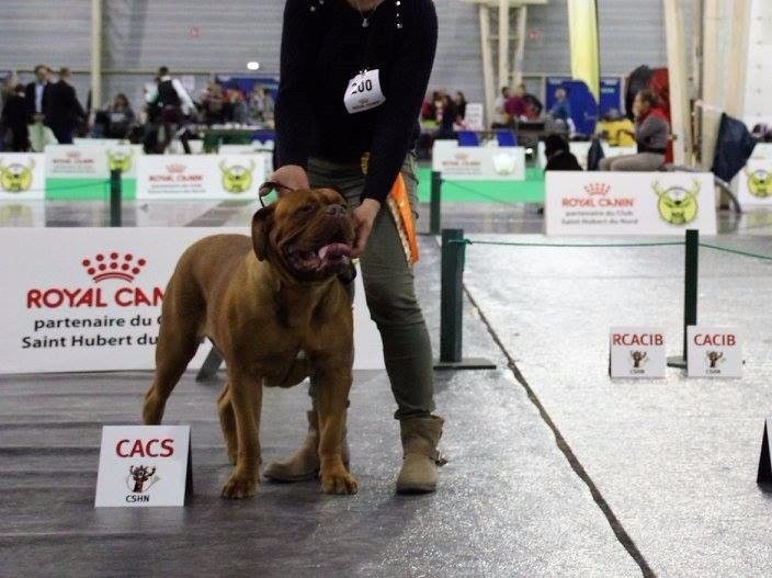 Du Royaume D'eragon - cacib douai 2017