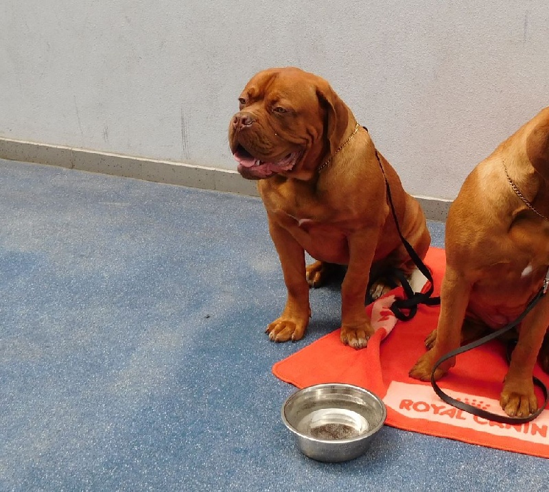 chiots Hot Garence et Hendrix Duke