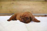PATTON