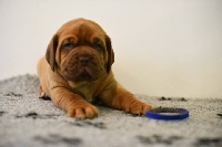 Leon
