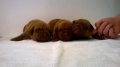 Du Royaume D'eragon - Dogue de Bordeaux - Portée née le 20/11/2015